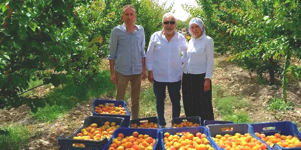 mersinde-kayisi-hasadi-3.jpg