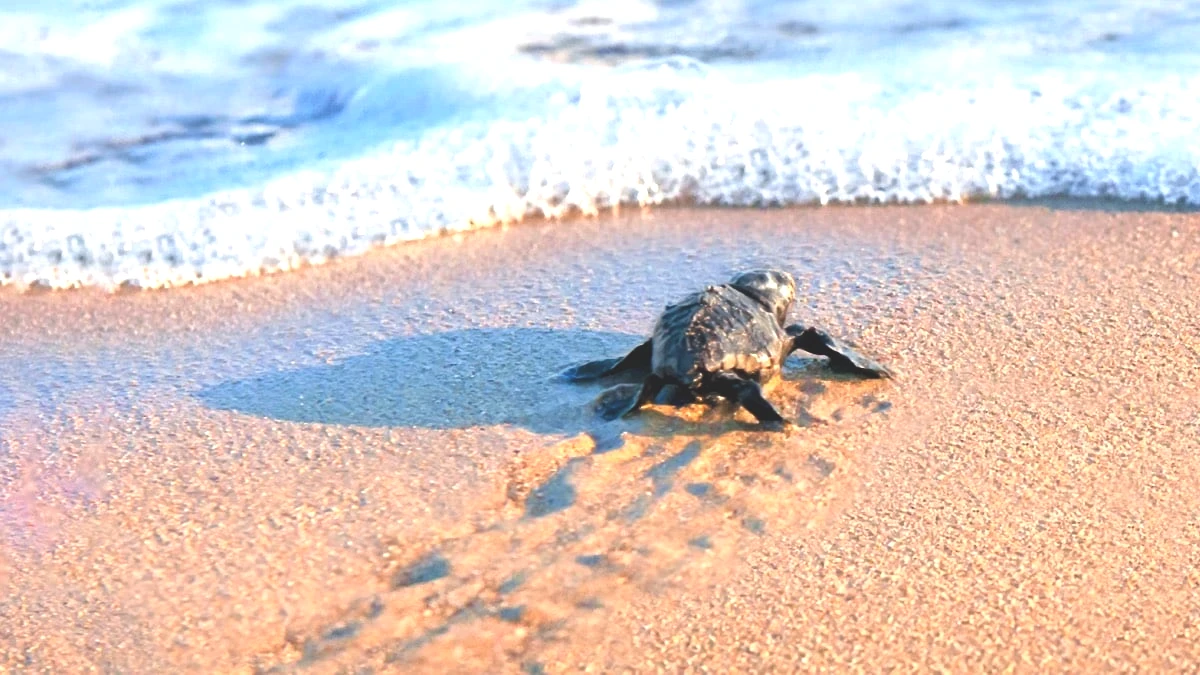 Antalya'da caretta carettalar için yaşam nöbeti