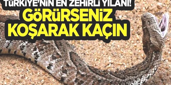 Burası Amerika değil Türkiye! 2.5 metrelik dev yılan sardı sarmaladı: O ilimizde sürüngen istilası başladı, acilen önlem alın